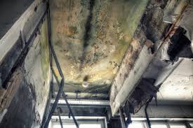 Why You Should Choose Our Mold Remediation Services in Onset, MA